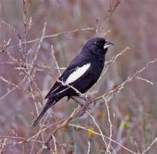 Birds Native To Colorado Springs Lark Bunting State Bird Of Colorado State Birds Birds And The Bees Birds