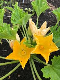 Male And Female Zucchini Flowers Mother Loving Nature Facebook