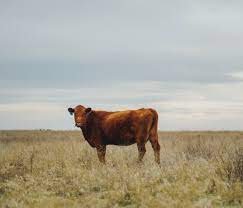 Check spelling or type a new query. Betty The Cow Album On Imgur