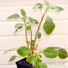 Maybe you would like to learn more about one of these? Impatiens Niamniamensis Congo Cockatoo Parrot Plant