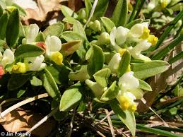 Image result for Polygala gazensis