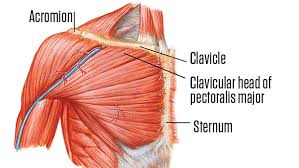 Arteries of the left foot. 3 Supersets To Grow A Stubborn Upper Chest The Force Academy