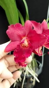 Cattlianthe Mini Doris 'Red Dragon' , Registered by J.Woltmon 1990 ( RHS ),  The parents are Cattlianthe Dixie Jewels × Cattleya Beaufort.