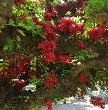 Image result for Schotia brachypetala