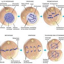 Label both a plant and animal cell on a poster layout. Stages Of The Cell Cycle Mitosis Metaphase Anaphase And Telophase Owlcation