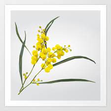 Golden Wattle Art Print Flower Drawing Australian Flowers Flowers