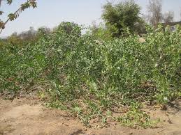 Image result for Capparis cartilaginea
