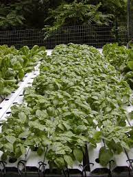 June 5 Photo By Bvaughnjr Photobucket Home Hydroponics Hydroponics Nft Hydroponics
