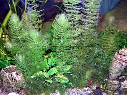 Image result for Ceratophyllum demersum
