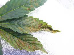 How To Fix Cannabis Phosphorus Deficiency P Pics Symptoms