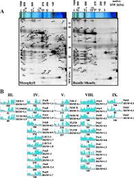 Garin 1550 de ocasión en barcelona (españa). Consequences Of C4 Differentiation For Chloroplast Membrane Proteomes In Maize Mesophyll And Bundle Sheath Cells Molecular Cellular Proteomics