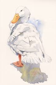 Duck Painting Nature Wildlife Art Bird White By Splodgepodge Bird Art Duck Art Wildlife Art