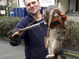 Other large rat species tend to be caught rarely, and will usually have been pets released when they get too large, with examples of the gambian pouched rat having been caught from time to time in new york. Giant Rat Found In London Expert Casts Doubt On Four Foot Rodent The Size Of A Child Claim The Independent The Independent