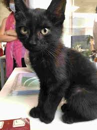 kedi kopek ve diger evcil hayvanlar icin en iyi bakiciyi bul petsurfer