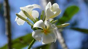 It can also be a real problem solver, as it they look like small white or brown lumps. How To Grow Frangipani From A Cutting Garden Express