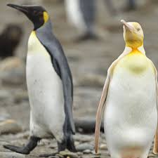 Penguins make their first appearance in the original animated short, wherein pen (known as finn in the main series) and jake use them as snowboards. Strange Pale Penguin Rare Yellow And White Bird Discovered Among King Penguins In Atlantic Australia News The Guardian