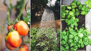Home vegetable gardens come in all shapes and sizes in africa where there is a great deal of diversity in vegetables on the african continent. The Dummy S Guide To Growing Your Own Veggies At Home Conde Nast Traveller India