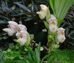 Type Of Flower Anguloa Anguloa Commonly Known As Tulip Orchids Botanical Name Anguloa Uniflora Also Known As The Crad Orchids Flowers Beautiful Orchids