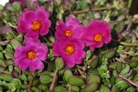 Image result for Portulaca oleracea