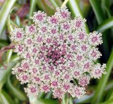 Image result for Apiaceae