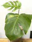 Variegated Monstera Aurea Marmorata Variegata Plant Rare Aroid Green Var Plants Seeds Plant Roots Anthurium Plant Pothos Plant