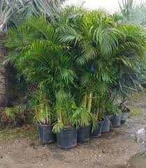 How To Care For Your Areca Palm Tree Hedges In Florida
