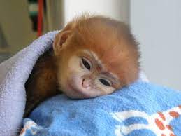 Sleepy Pic Cute Baby Monkey Cute Baby Animals Cute Monkey