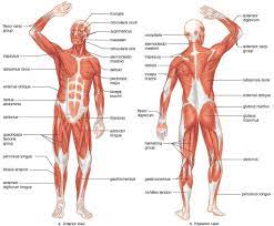 There are three types of muscle tissue: Bones And Muscles In Human Body Human Anatomy Bones And Muscles Human Anatomy Bones And Muscles Mit Bildern Anatomie Des Korpers Muskeln Des Korpers