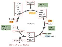 Khan Academy Light Independent Reactions Photosynthesis Biology