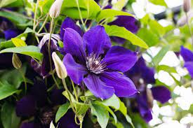 Maybe you would like to learn more about one of these? Is Clematis Poisonous To Cats And Dogs