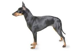 Manchester Terrier Dog Breed Information Pictures