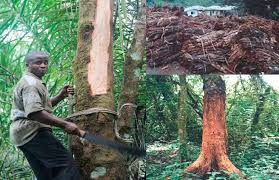 Image result for Monanthotaxis afra