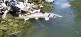 Large freshwater lakes and rivers. Idaho S Largest Fish Gets A Boost From Biologists Idaho Fish And Game