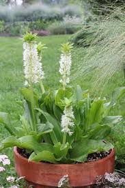 Image result for Eucomis autumnalis