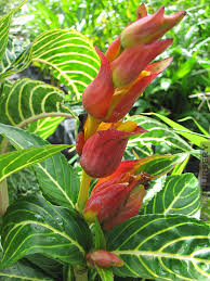 Image result for Sanchezia speciosa