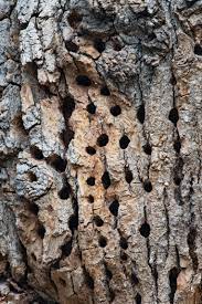 Woodpecker damage is a big problem for commercial and public buildings too. Why Are Woodpeckers Making Holes In My Trees Organic Plant Care Llc Organic Lawn Plant Health Service In Hunterdon Morris Somerset Union Counties Nj And Bucks County Pa
