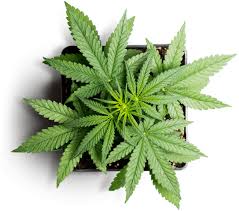 420now weed delivery provides free delivery to the gta and mail delivery beyond. On Demand Marijuana Delivery App Weed Delivery App