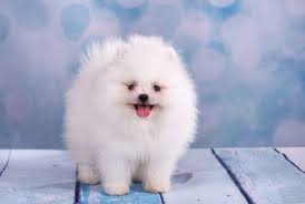 Best Quality Pomeranian Puppies For Sale In Singapore January 2022