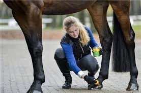 Sep 19, 2014 · allgemeine geschäftsbedingungen für käufer. Reiten