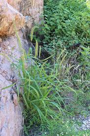 Image result for Lessertia macrostachya