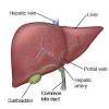 Check out our liver diagram selection for the very best in unique or custom, handmade pieces from our shops. 1