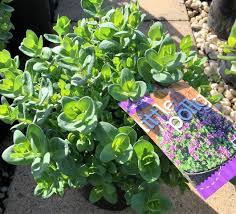 Image result for Polygala youngii