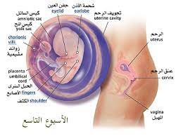 الاسبوع التاسع من الحمل