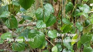 Its scientific name is piper sarmentosum, and is of the pepper family which includes pepper used for cooking and the indian betel leaf. Piper Betle L Medicinal Purposes Plant Daun Sirih Indonesia Youtube