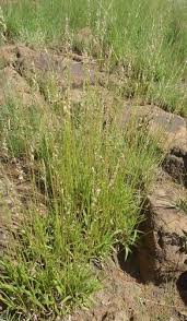 Image result for Urochloa serrata