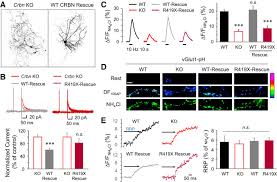 Скит скит намбер ван чит. Cereblon Maintains Synaptic And Cognitive Function By Regulating Bk Channel Journal Of Neuroscience