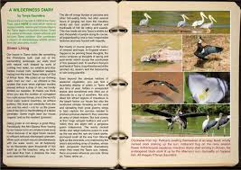 Image result for Anthericopsis sepalosa