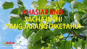 Maybe you would like to learn more about one of these? Esulix With Cordyceps Herbal Formulation With Scientific Research Khasiat Minyak Sacha Inchi Facebook