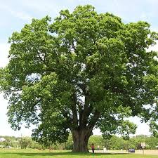 The ash dieback fungal disease is threatening to devastate britain's 80m ash trees. Top 10 Ash Replacement Trees For Your Property Wachtel Tree Science