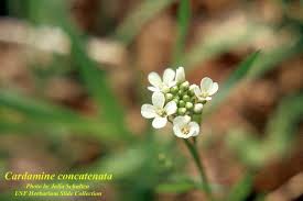 Image result for Cardamine